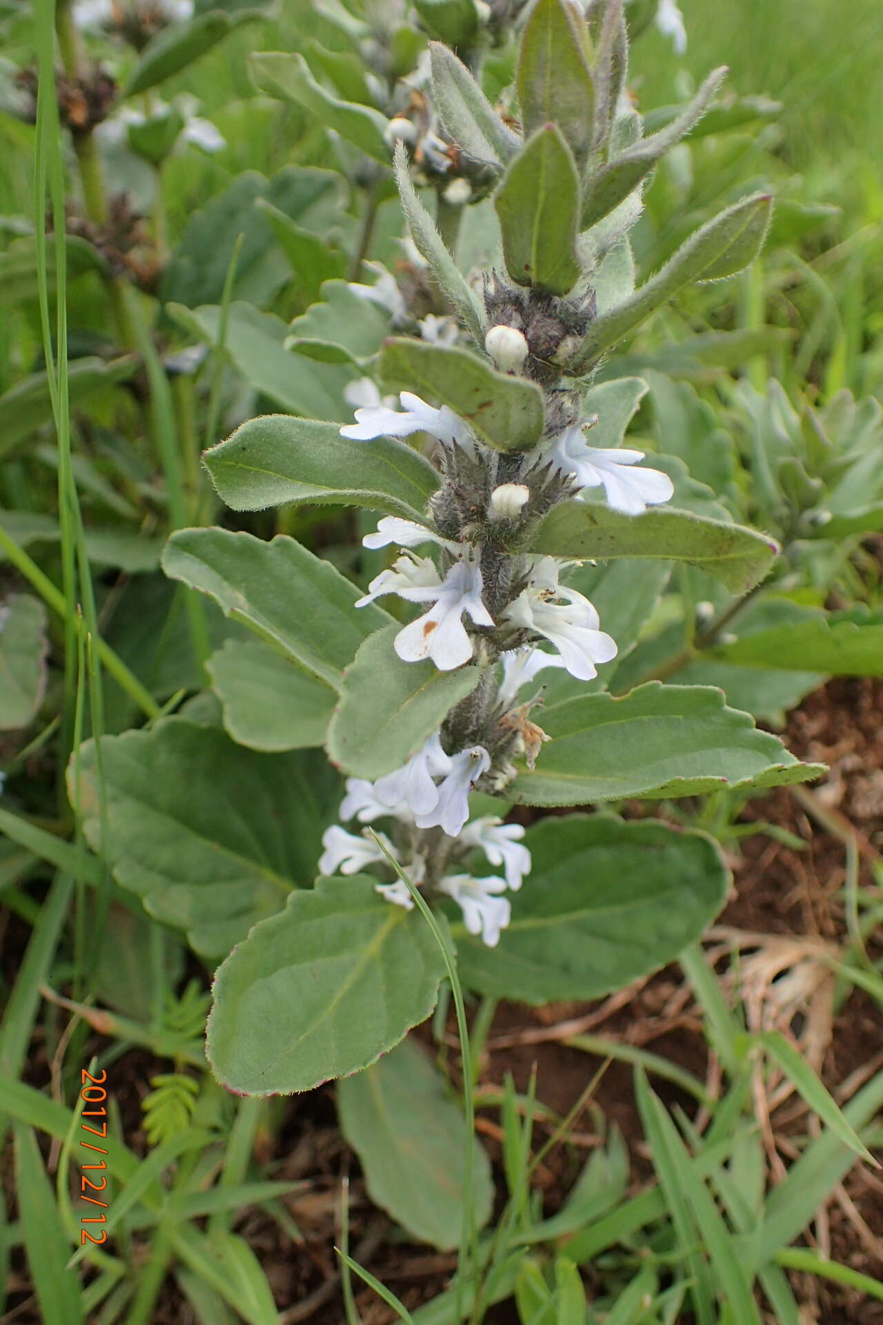 Image of Bugle plant