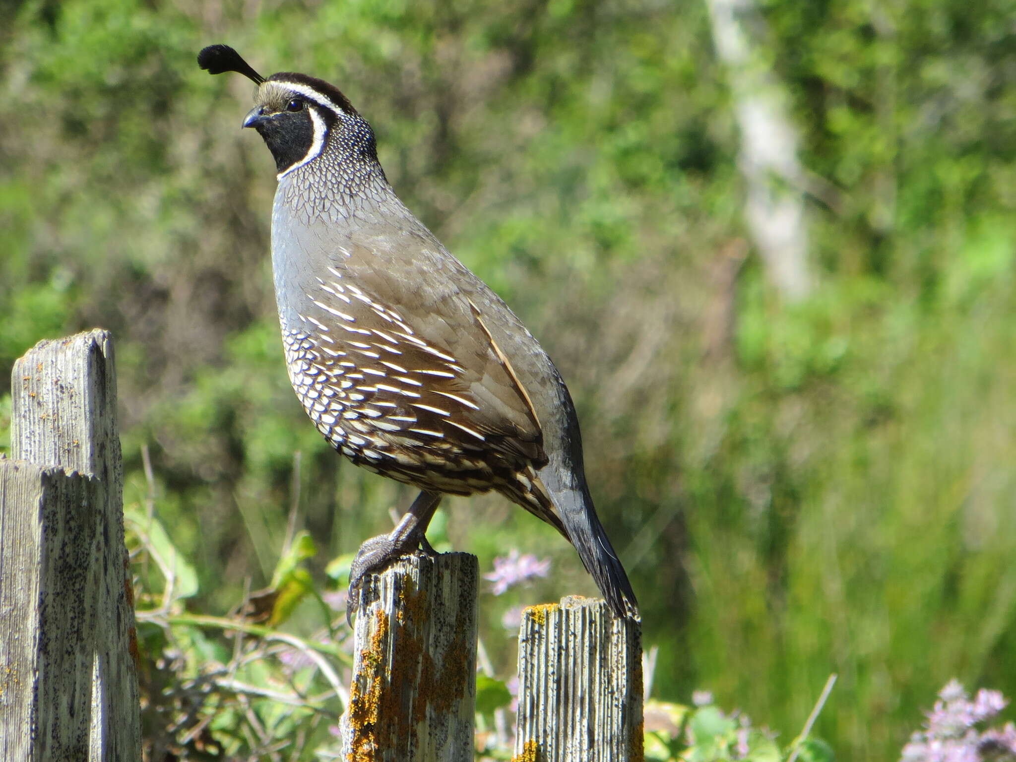 Image of Callipepla Wagler 1832