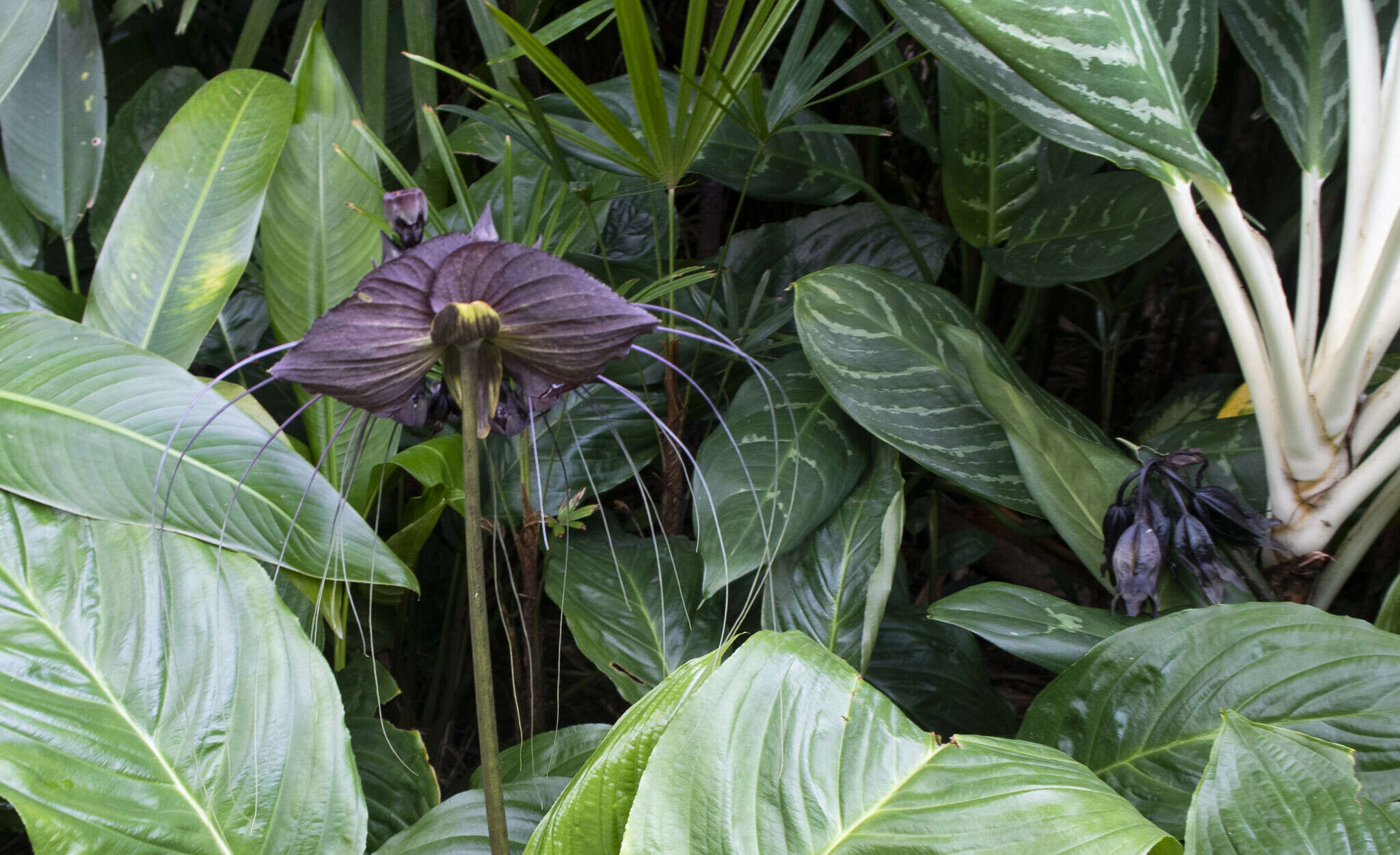 Image of black bat flower