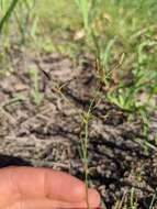 Слика од Fimbristylis autumnalis (L.) Roem. & Schult.