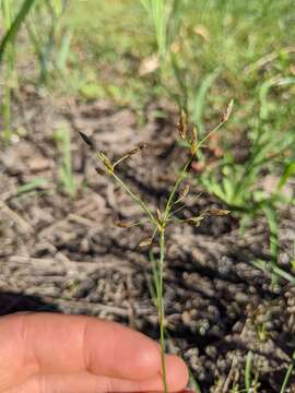 Слика од Fimbristylis autumnalis (L.) Roem. & Schult.