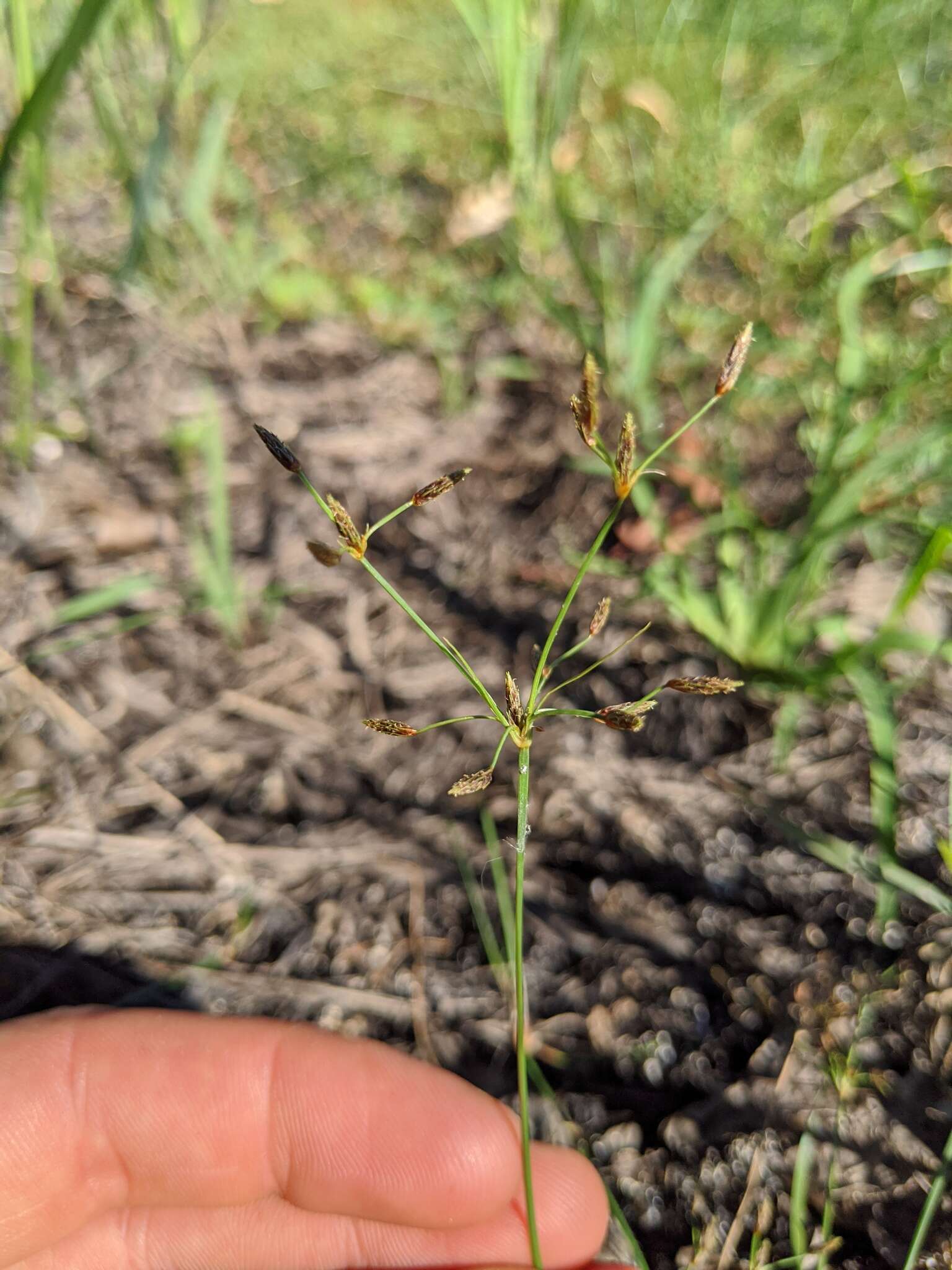 Слика од Fimbristylis autumnalis (L.) Roem. & Schult.