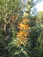 Image of Buddleja tubiflora Benth.