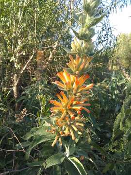 Слика од Buddleja tubiflora Benth.