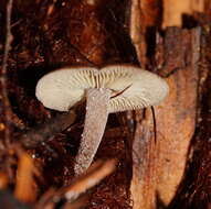 Image of Lentinellus tasmanicus R. H. Petersen 2004