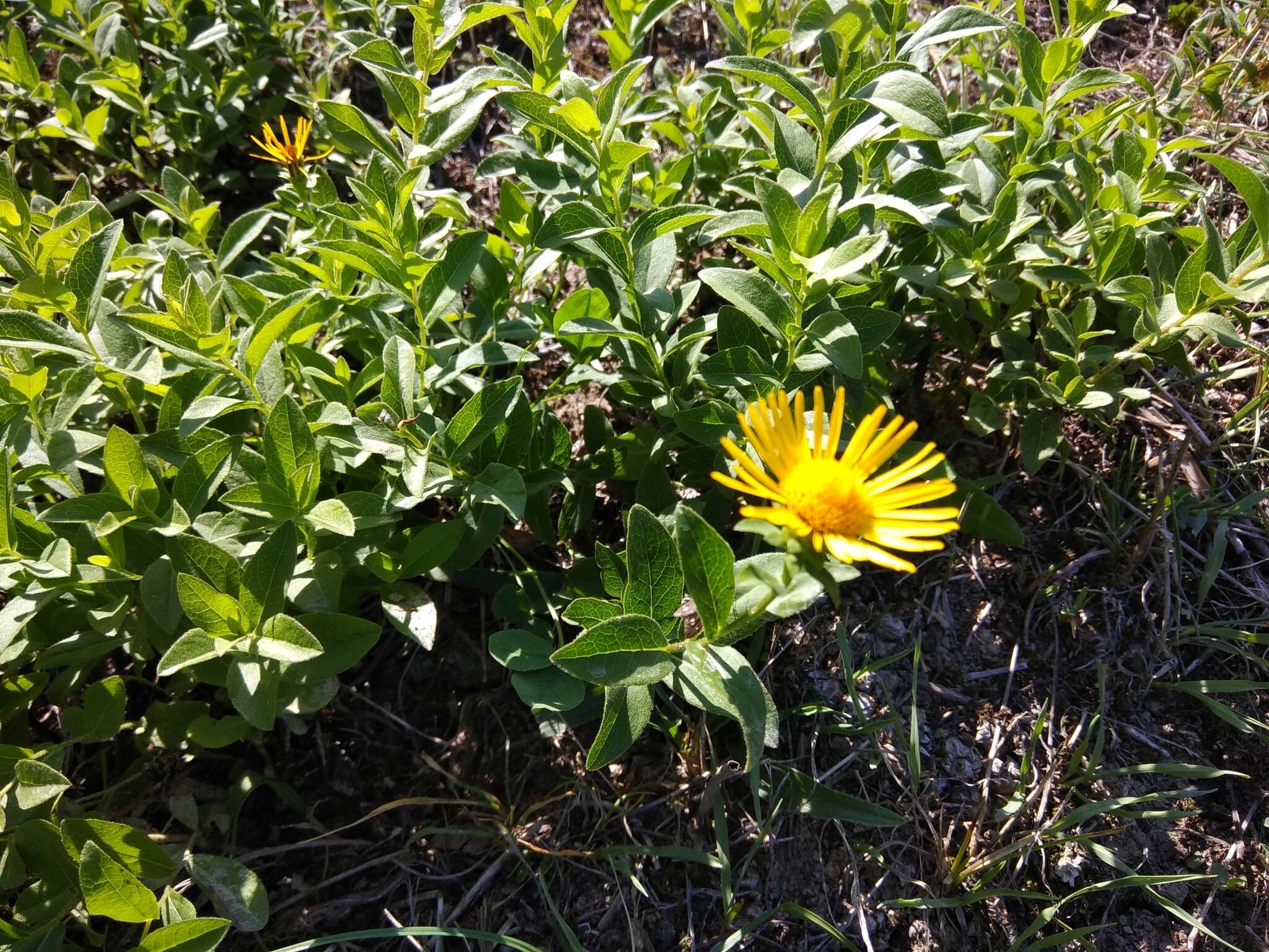 Plancia ëd Pentanema asperum (Poir.)