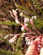 Image de Tritoniopsis revoluta (Burm. fil.) Goldblatt