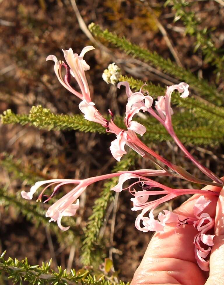 Image de Tritoniopsis revoluta (Burm. fil.) Goldblatt