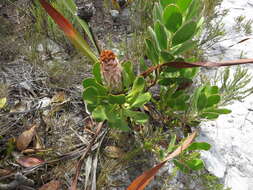 Imagem de Protea speciosa (L.) L.