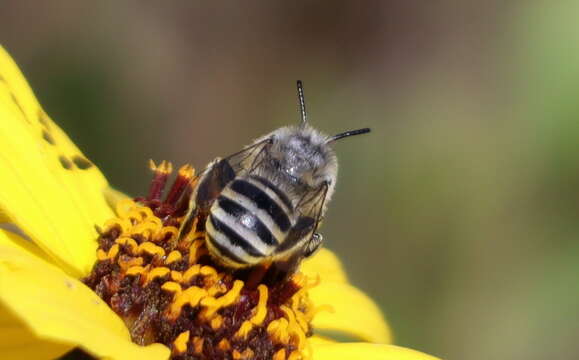 Image of Short Sun-digger Bee