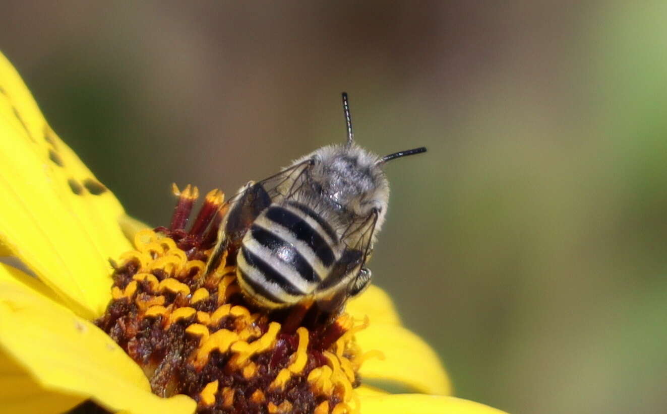 Image of Anthophora curta Provancher 1895