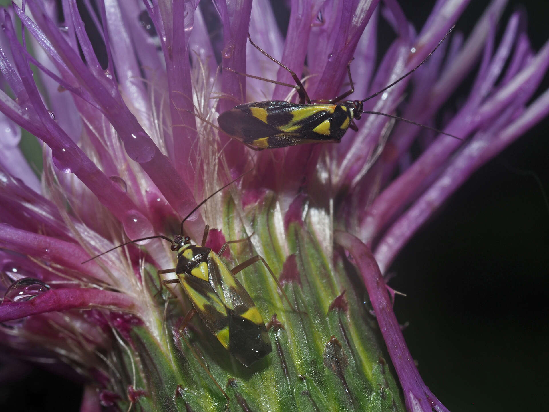 Image of Grypocoris sexguttatus (Fabricius 1777)