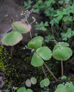 Image of Crassula umbella Jacq.