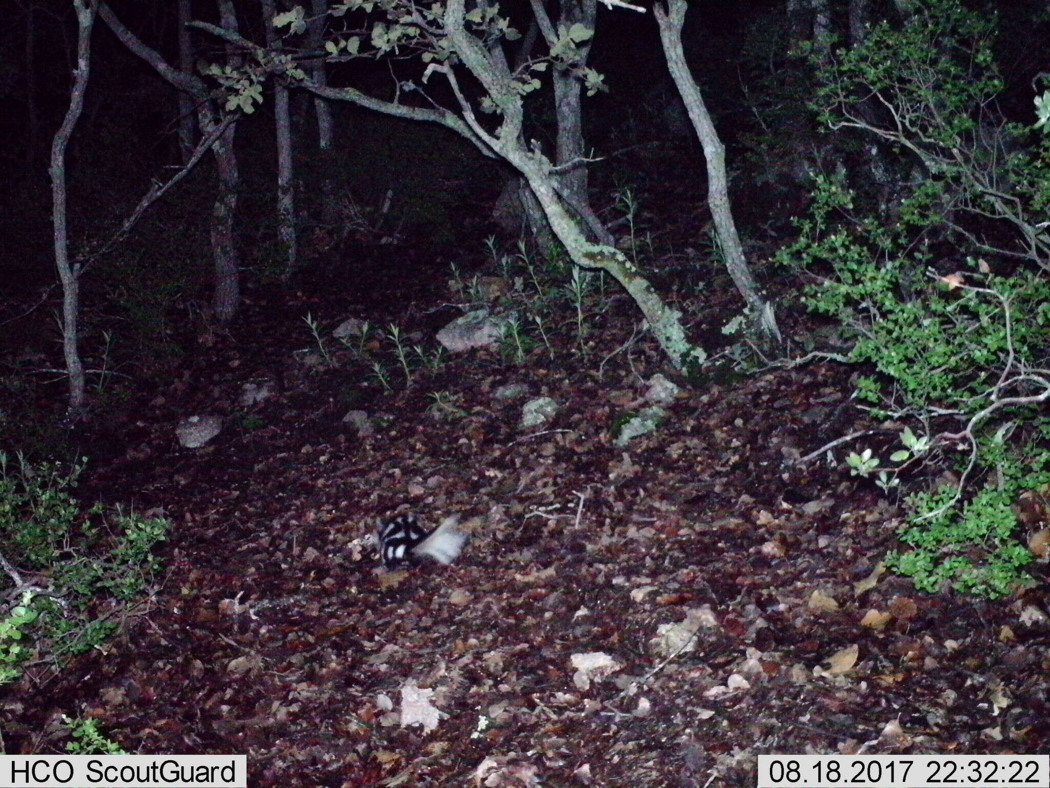 Image of Western Spotted Skunk