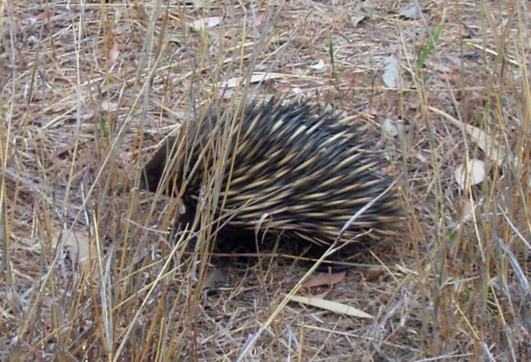 Image of Short-beaked Echidnas