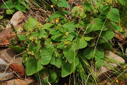 Image of Calceolaria plectranthifolia Walp.