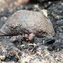 Image of Snowy Mountains Humpback Slug