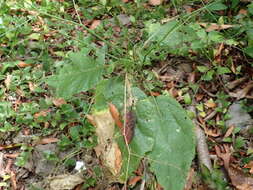 Image of Crambe santosii Bramwell