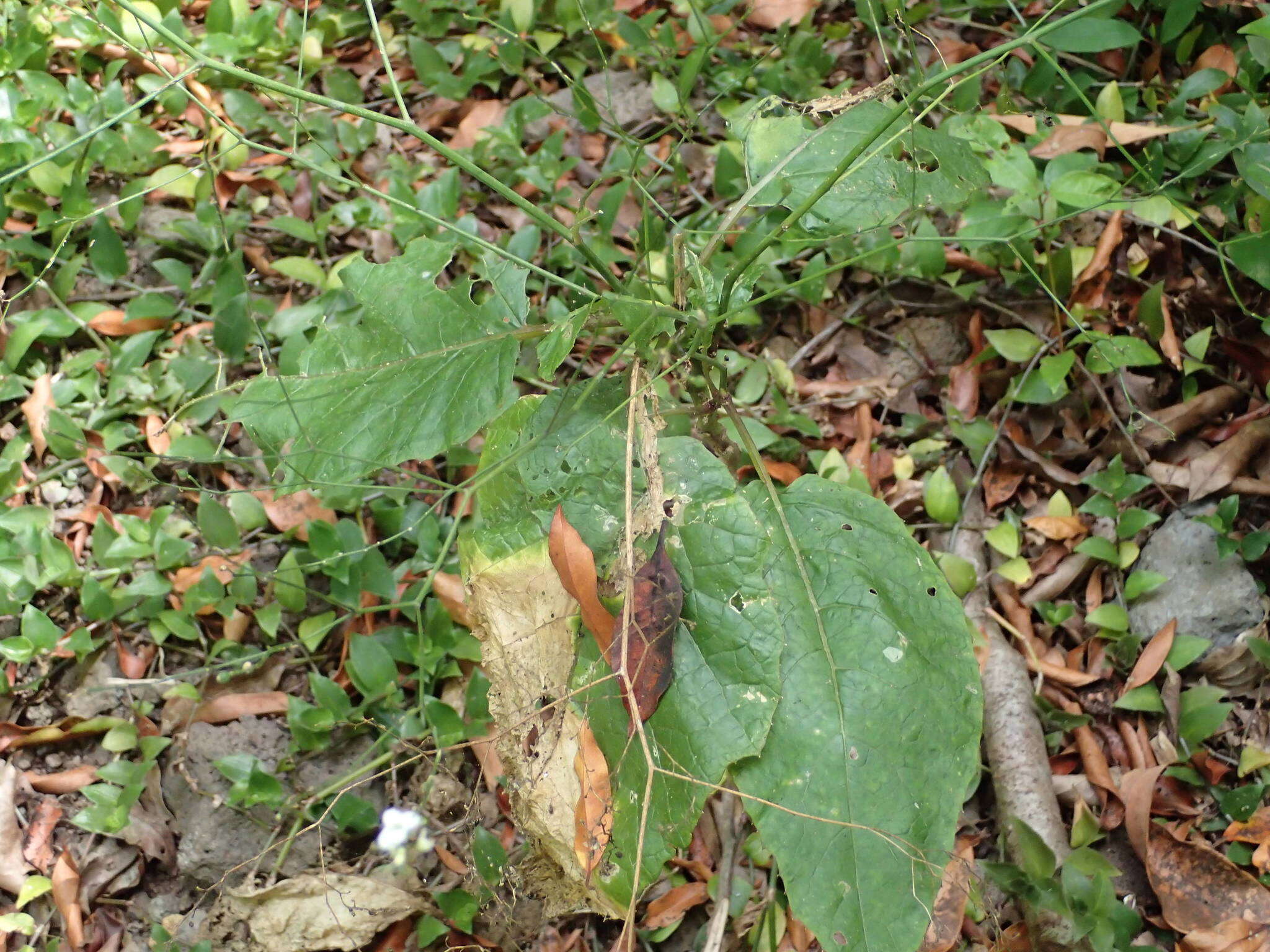 Image of Crambe santosii Bramwell