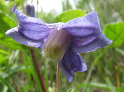 Imagem de Clematis integrifolia L.