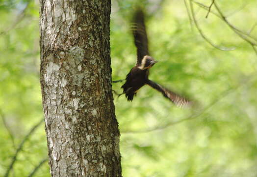 Image of Pale-crested Woodpecker