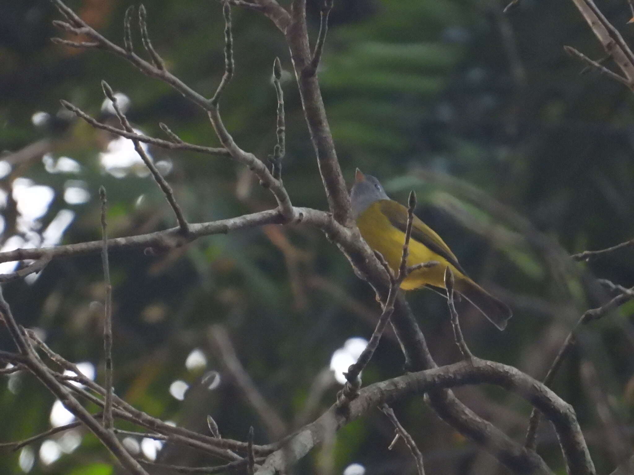 Image of Canary-flycatcher