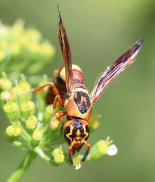 Image of Dolichodynerus tanynotus (Cameron 1909)