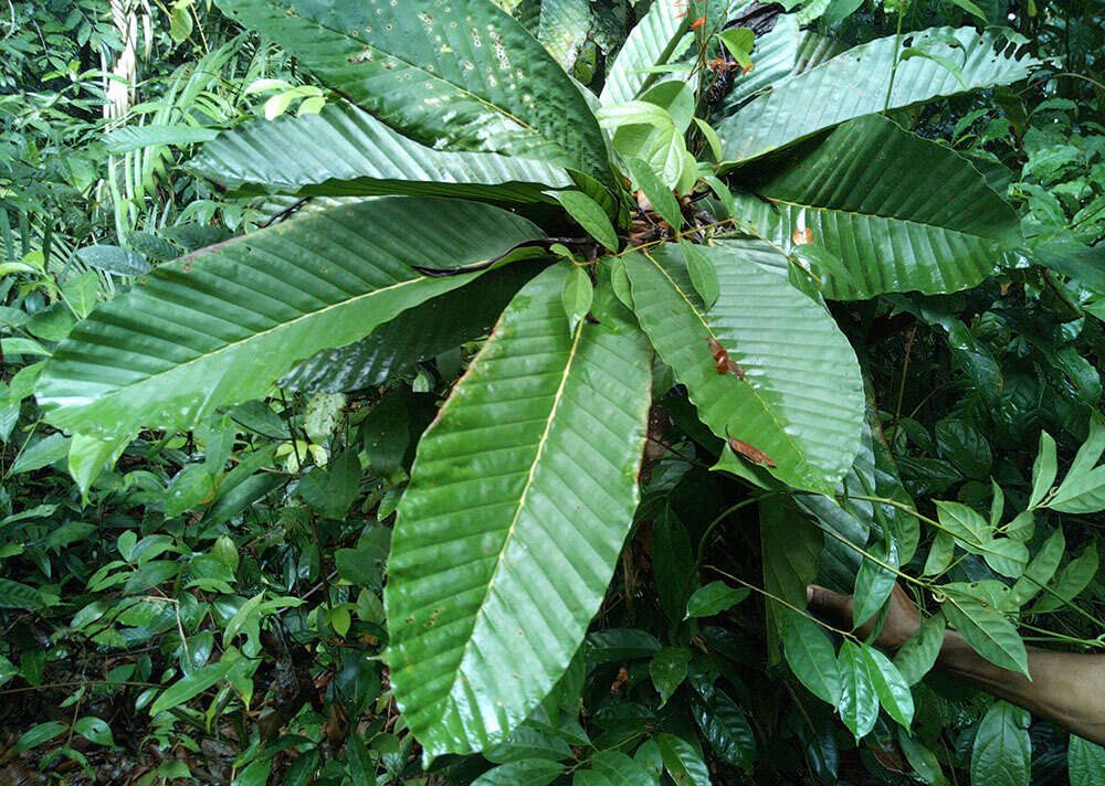 Image of Dipterocarpus cornutus Dyer