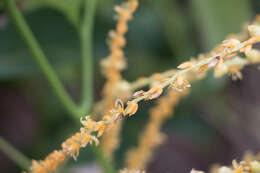 Image of Syagrus schizophylla (Mart.) Glassman