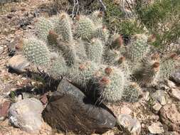 Opuntia polyacantha var. erinacea (Engelm. & J. M. Bigelow) B. D. Parfitt resmi