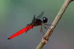 Image of Lyriothemis biappendiculata (Selys 1878)