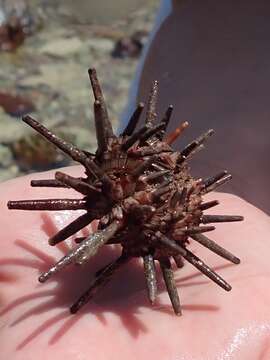 Image of slate pencil urchin