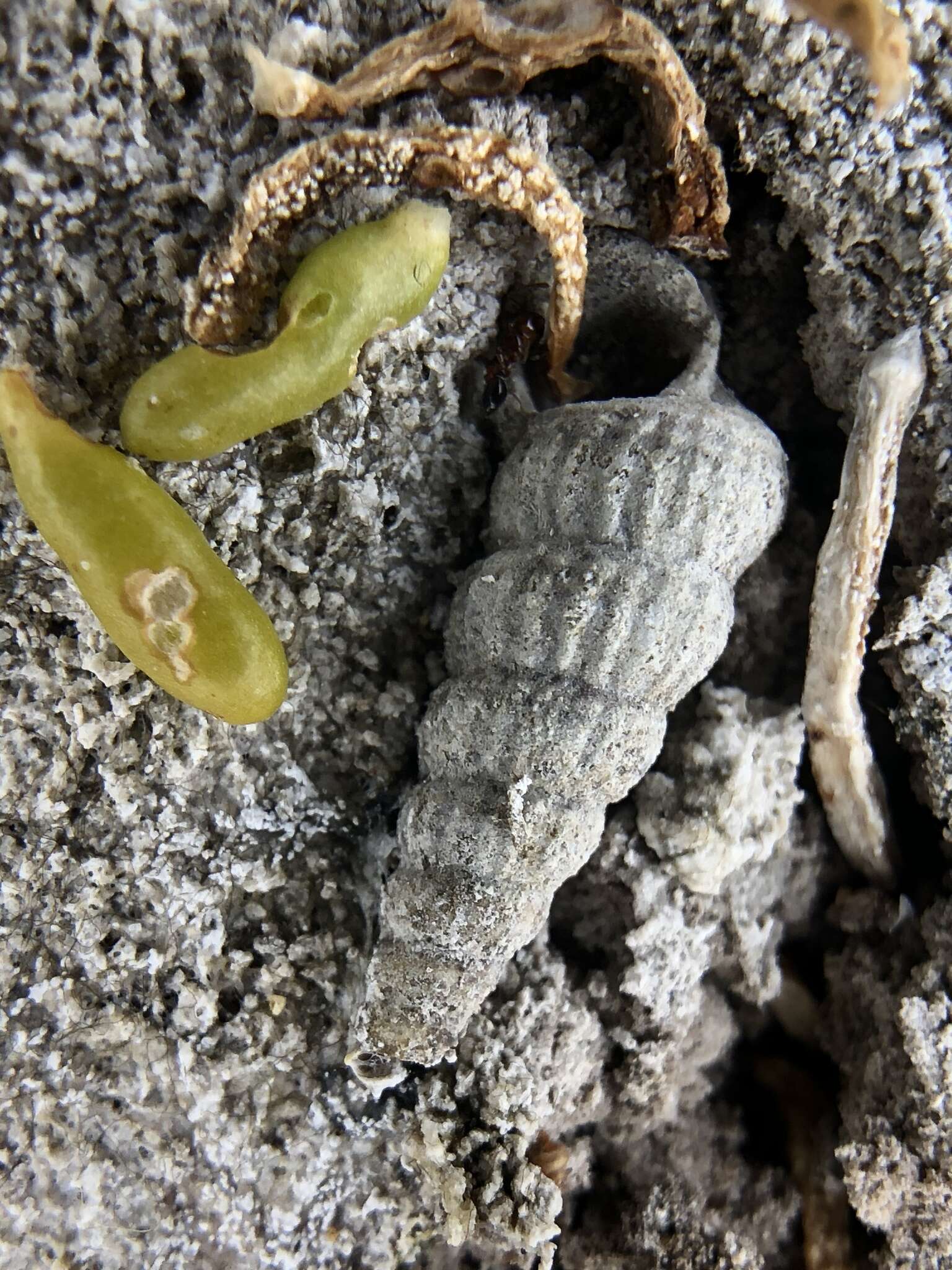 Image of Cerithideopsis scalariformis (Say 1825)