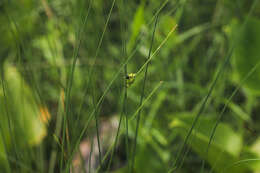 Image of Fewseed sedge