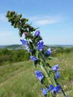 Imagem de Echium vulgare L.