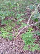 Image of purple meadow-rue