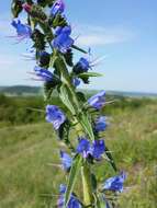 Imagem de Echium vulgare L.