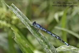 Image of New England Bluet