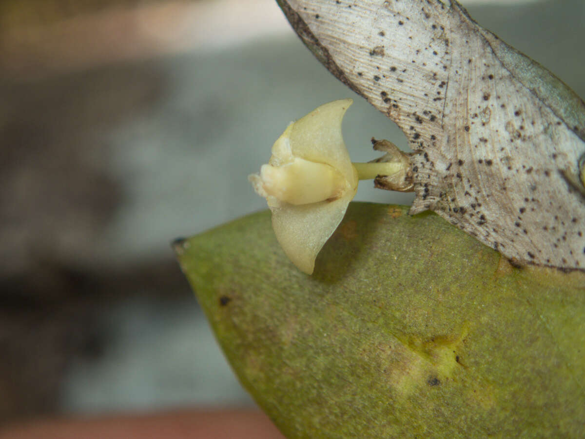 Dendrobium aloifolium (Blume) Rchb. fil.的圖片