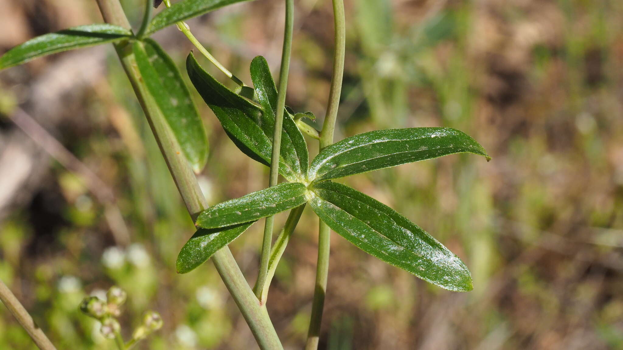 Delphinium patens subsp. hepaticoideum Ewan的圖片