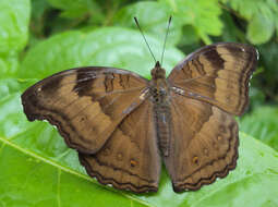 Image of chocolate pansy