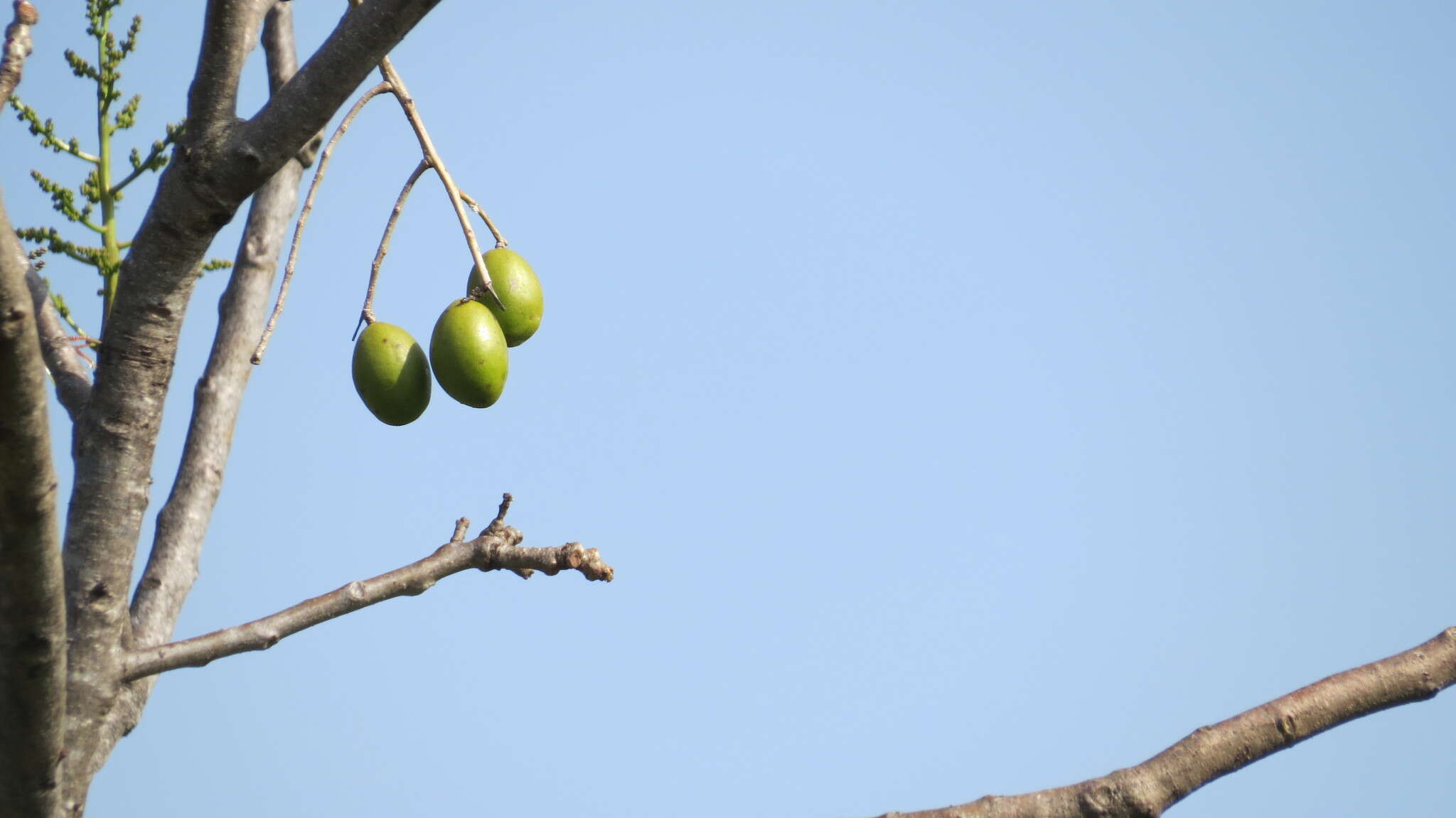 Image de Spondias pinnata (L. fil.) Kurz