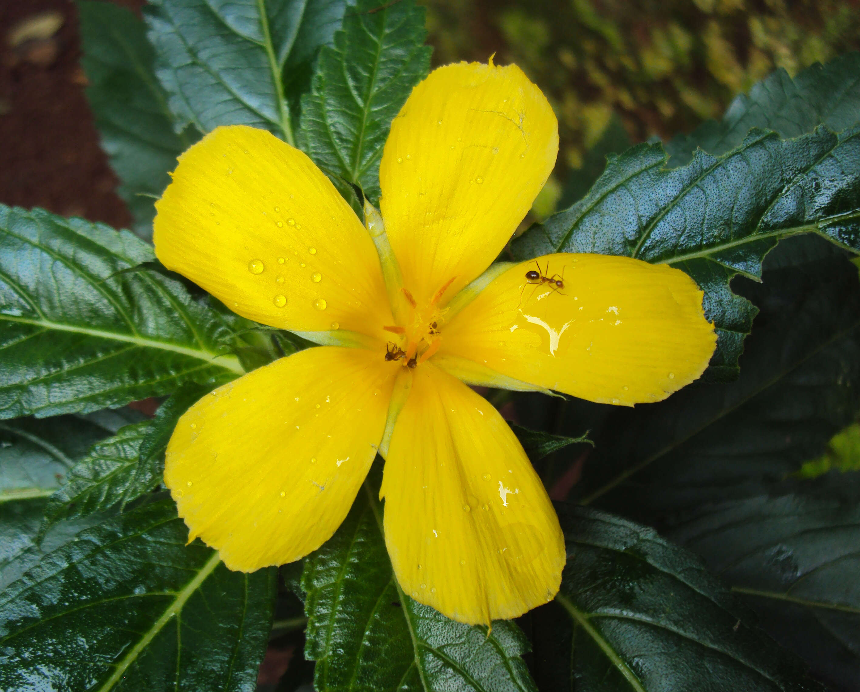 Imagem de Turnera ulmifolia L.