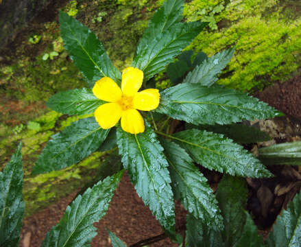 Imagem de Turnera ulmifolia L.