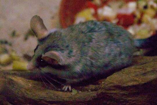 Image of Asian Garden Dormouse