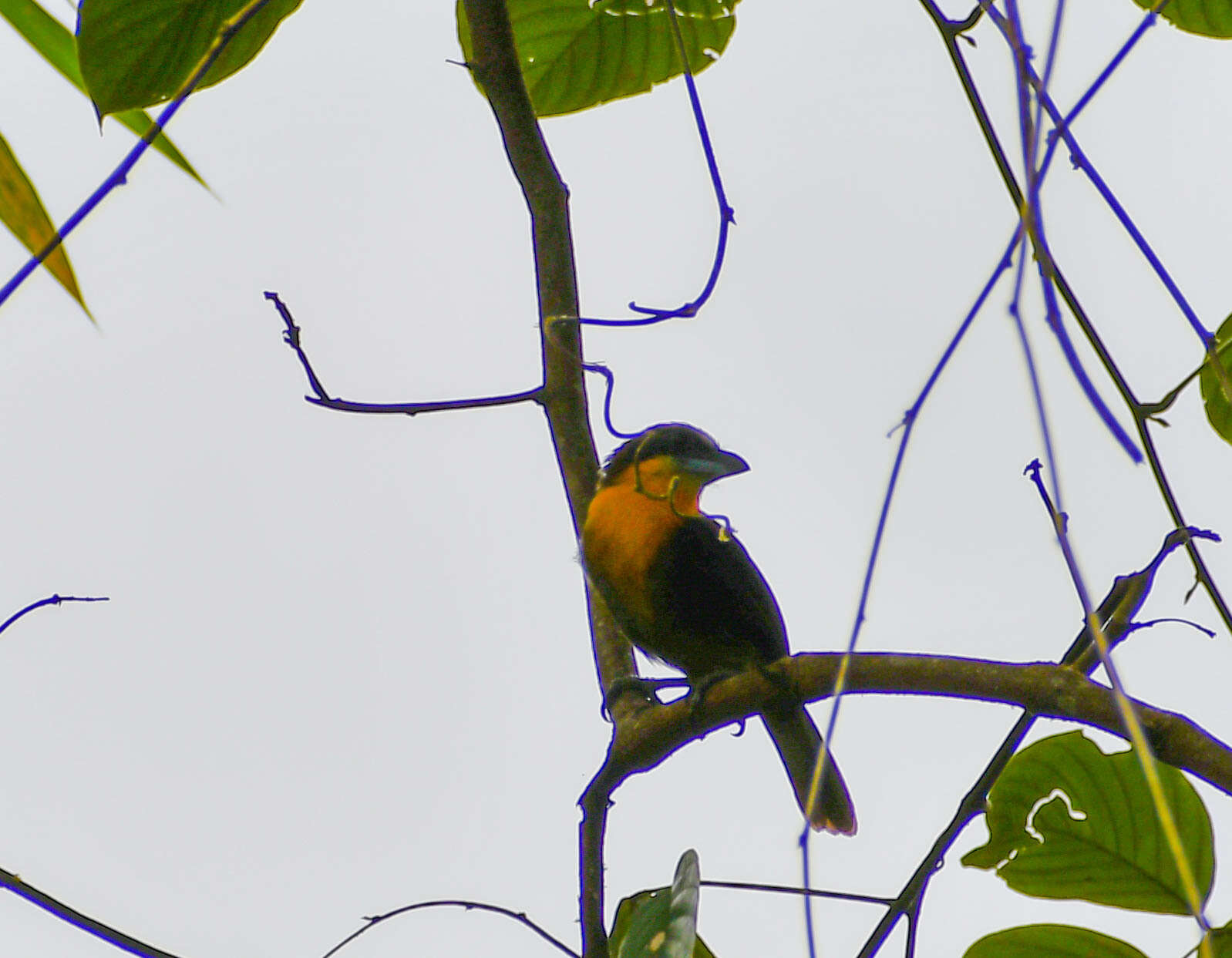 Image of Scarlet-crowned Barbet