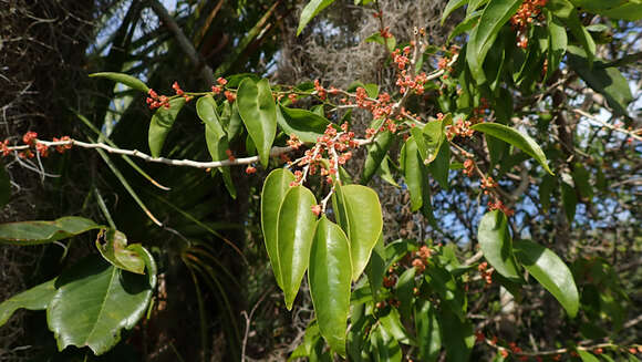 Image of Schoepfia schreberi J. F. Gmel.