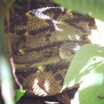 Image of Central American bushmaster