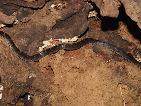 Image of Travancore Wolf Snake