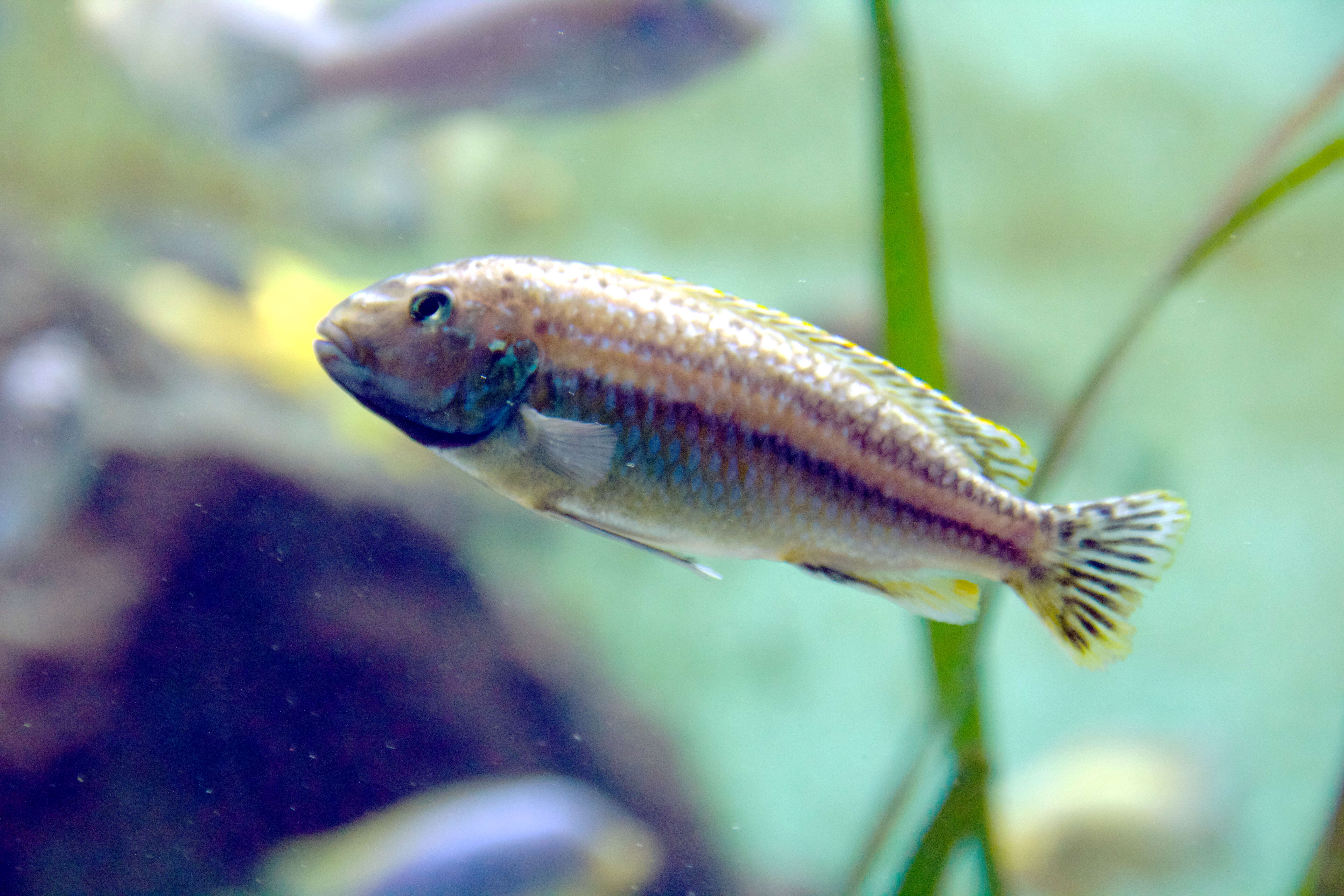 Image of Melanochromis